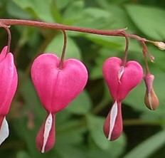 yoga flower